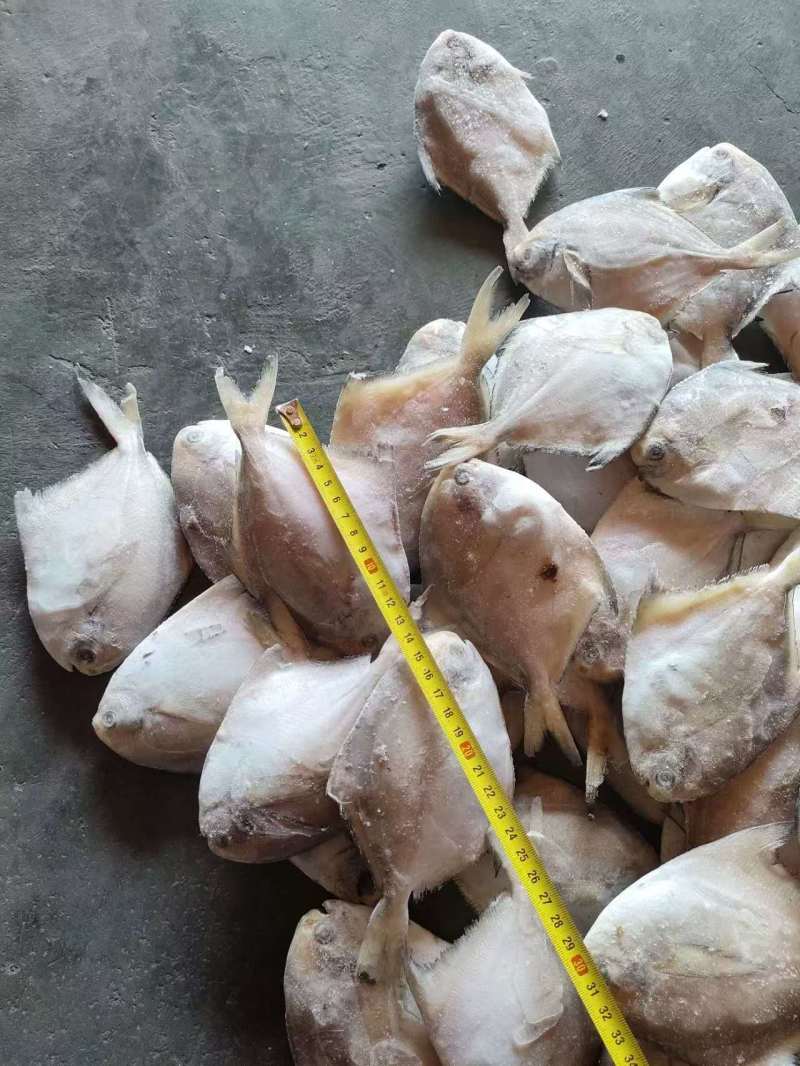 单冻鲳鱼1/2两，2/4两，3/5两，4/6两，6/9两