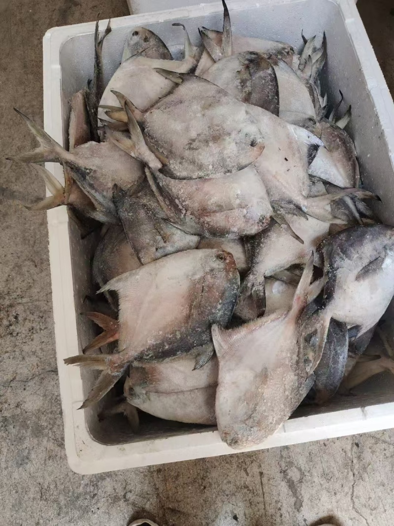 单冻鲳鱼1/2两，2/4两，3/5两，4/6两，6/9两