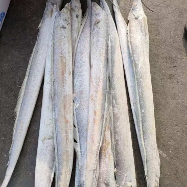 单冻带鱼2/4两，3/5两，4/6两，6/9两
