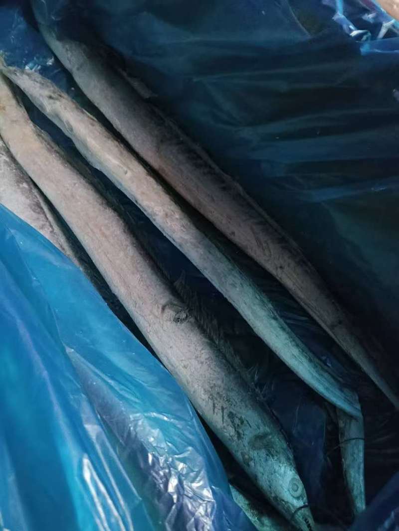 单冻带鱼2/4两，3/5两，4/6两，6/9两