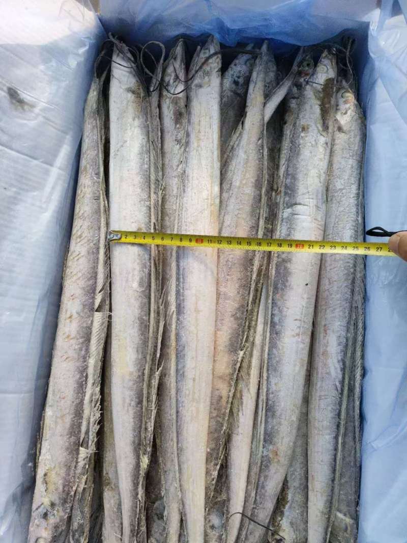 单冻带鱼2/4两，3/5两，4/6两，6/9两