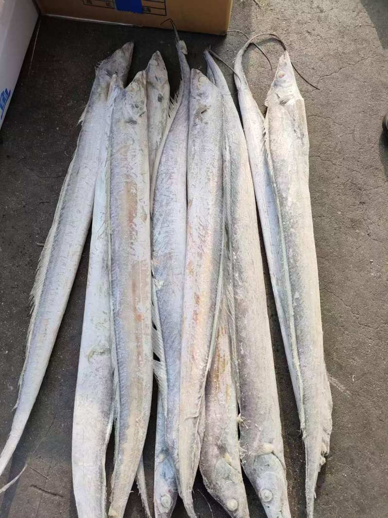 单冻带鱼2/4两，3/5两，4/6两，6/9两