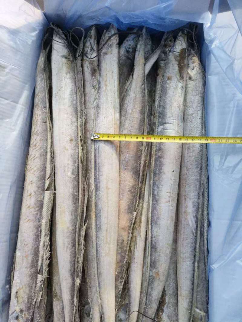 单冻带鱼2/4两，3/5两，4/6两，6/9两