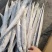 单冻带鱼2/4两，3/5两，4/6两，6/9两
