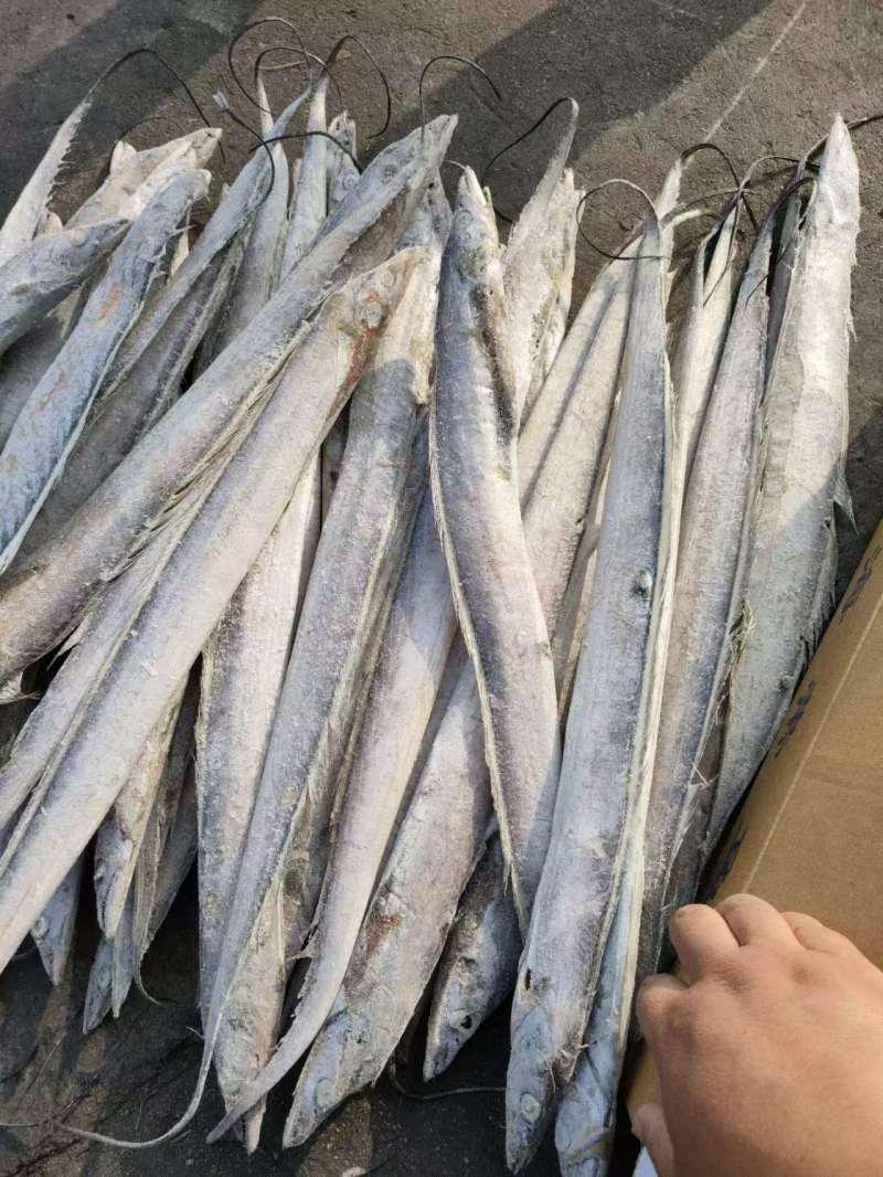 单冻带鱼2/4两，3/5两，4/6两，6/9两