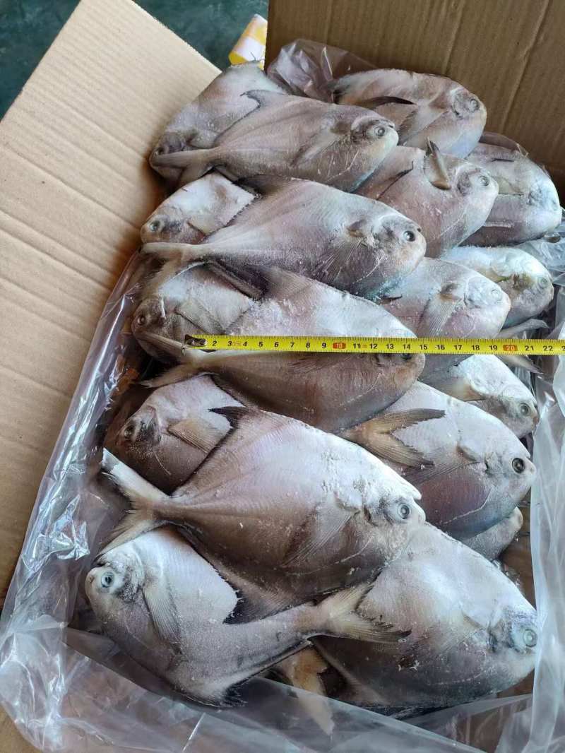 四斤板小鲳鱼，1/2两，2/3两，3/5两4/6两有货