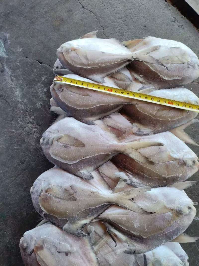 四斤板小鲳鱼，1/2两，2/3两，3/5两4/6两有货