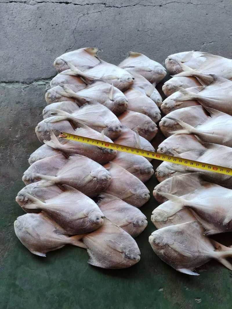 四斤板小鲳鱼，1/2两，2/3两，3/5两4/6两有货
