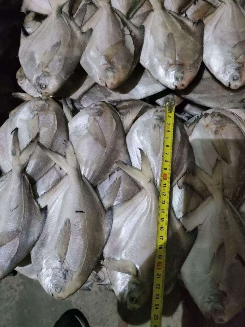 四斤板小鲳鱼，1/2两，2/3两，3/5两4/6两有货