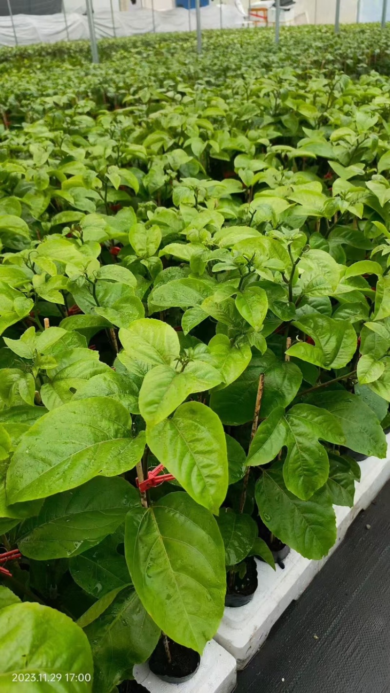 百香果苗当年挂果/24小时内发货种植指导/死苗断苗补发