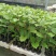 百香果苗当年挂果/24小时内发货种植指导/死苗断苗补发