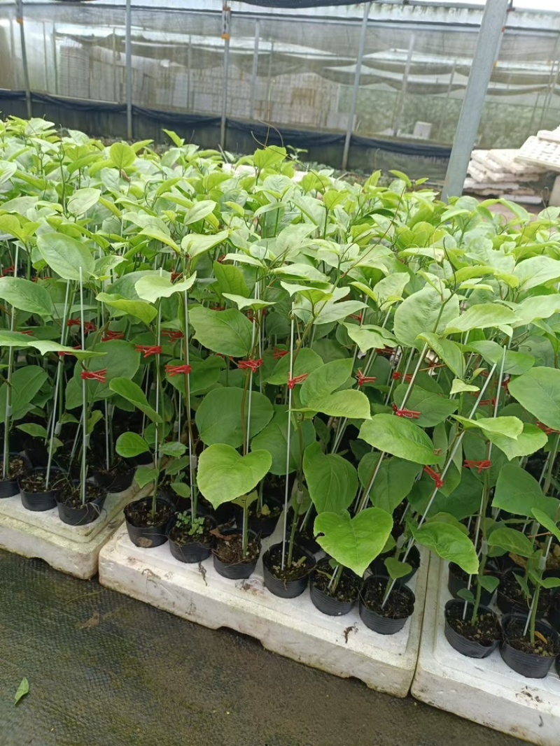 百香果苗当年挂果/24小时内发货种植指导/死苗断苗补发
