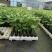 百香果苗当年挂果/24小时内发货种植指导/死苗断苗补发