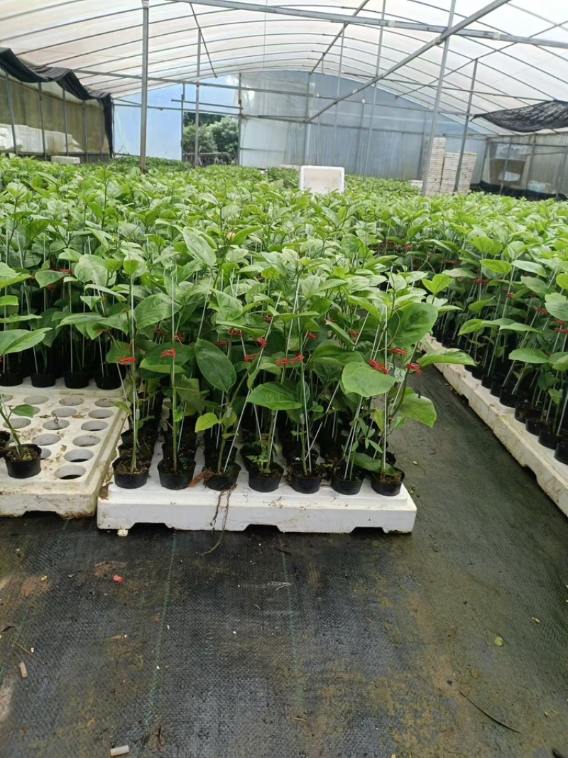 百香果苗当年挂果/24小时内发货种植指导/死苗断苗补发