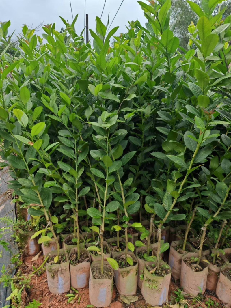 广东香水柠檬苗四季挂果产量高当收到货时有死苗断苗免费