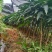 芒果苗/24小时发货,收到货时有死苗断苗免费补发