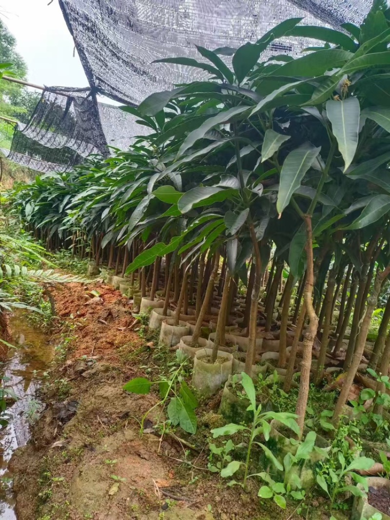 芒果苗/24小时发货，收到货时有死苗断苗免费补发