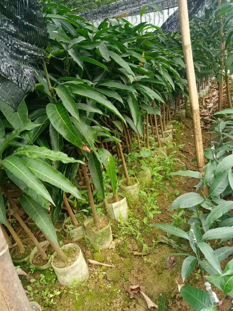 芒果苗/24小时发货，收到货时有死苗断苗免费补发