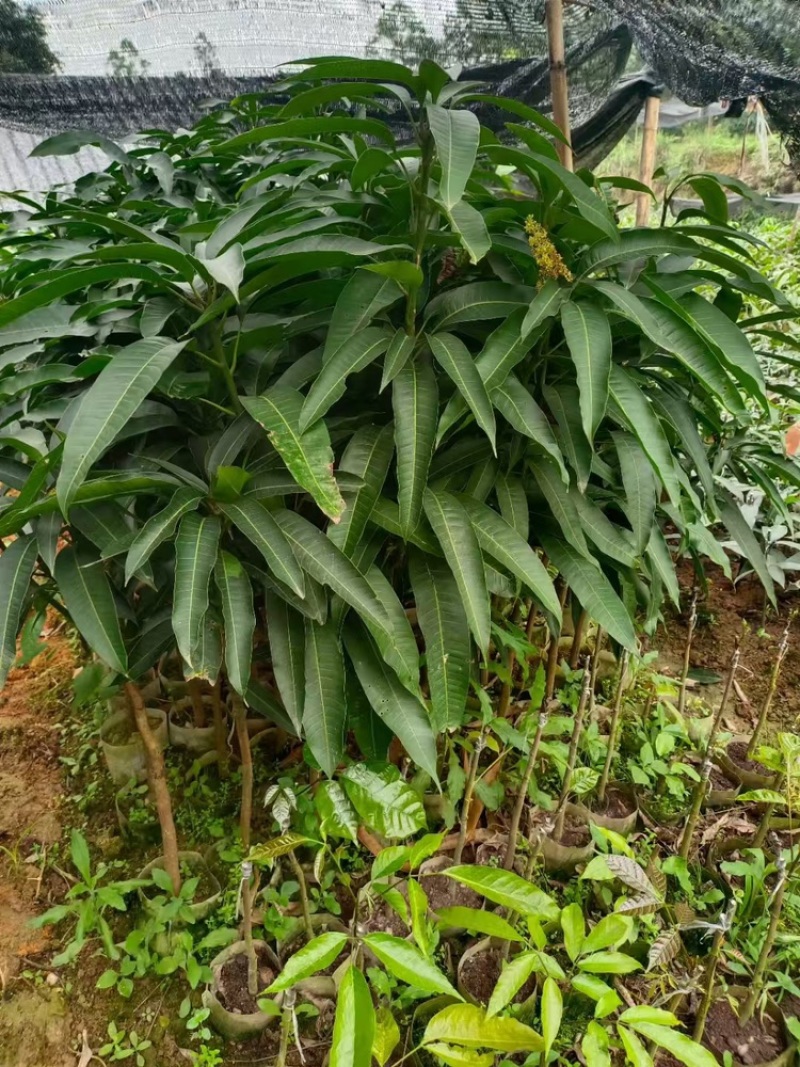芒果苗/24小时发货，收到货时有死苗断苗免费补发