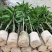 芒果苗/24小时发货,收到货时有死苗断苗免费补发