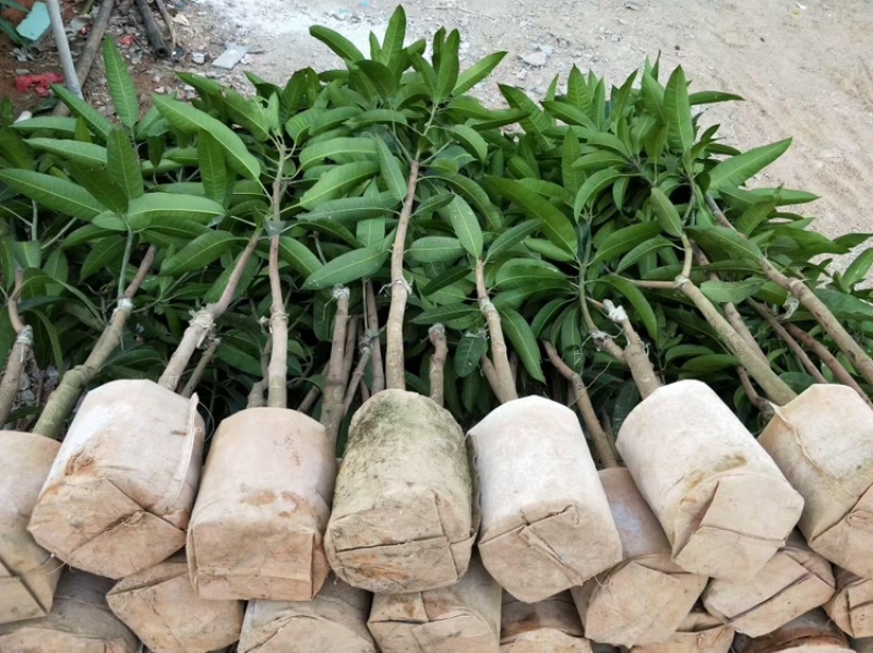 芒果苗/24小时发货，收到货时有死苗断苗免费补发