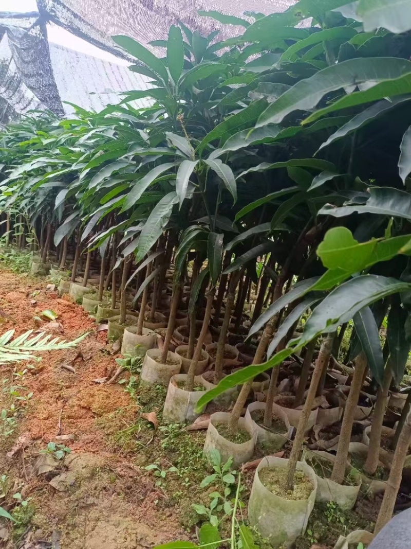 芒果苗/24小时发货，收到货时有死苗断苗免费补发