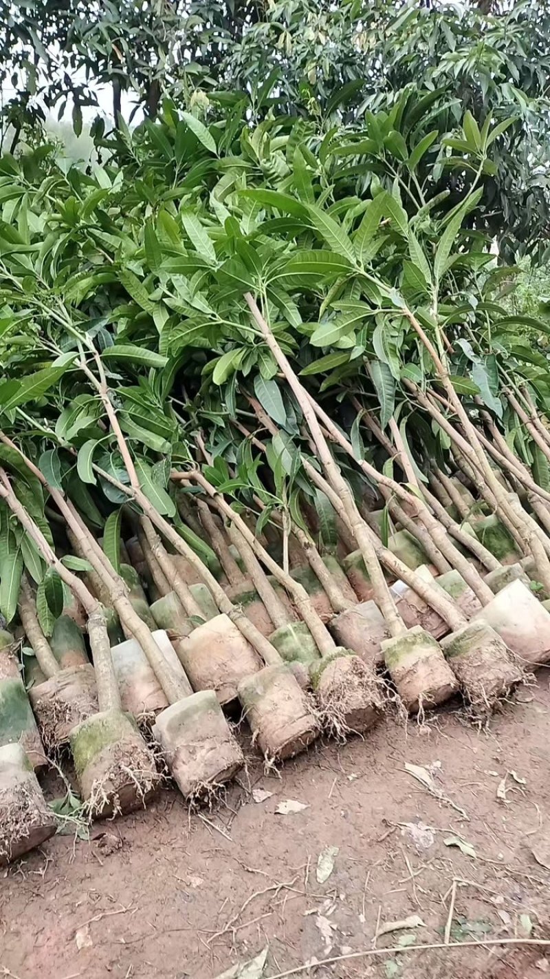 芒果苗/24小时发货，收到货时有死苗断苗免费补发