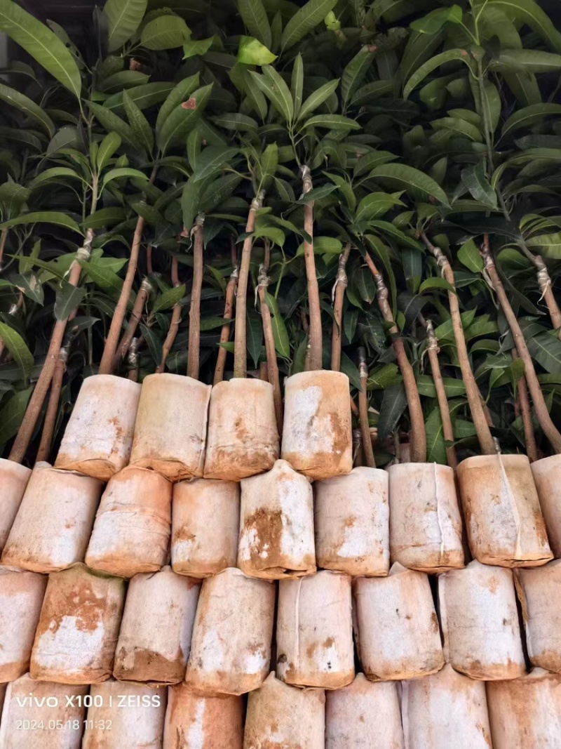 芒果苗/24小时发货，收到货时有死苗断苗免费补发