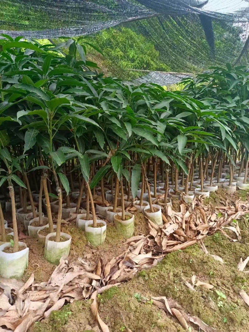 芒果苗/24小时发货，收到货时有死苗断苗免费补发