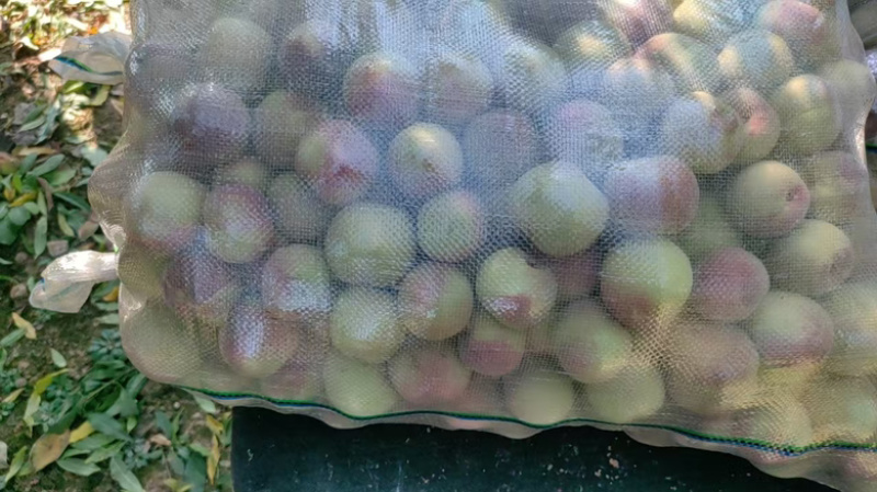 精品青州蜜桃，口甜脆耐运输，大量鲜果直发，对接全国批发