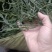 干架豆王，食堂货，电商货，精品货！