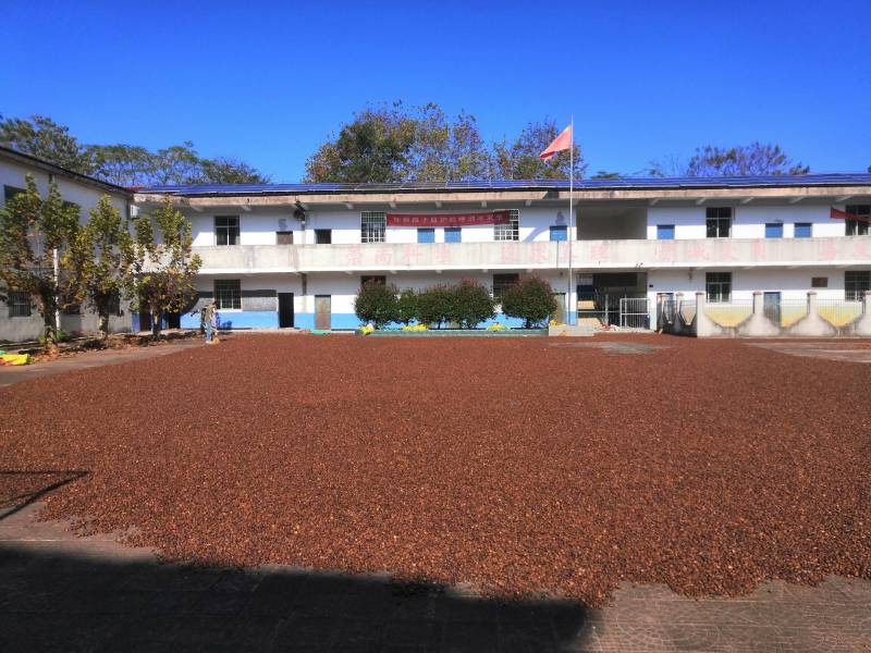 24年霜降精品油茶籽