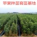 辽宁乐淇苹果苗产地品种纯火箭果苹果苗新品种