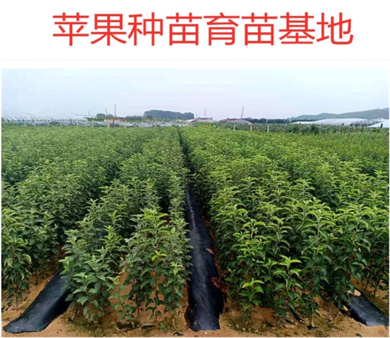 辽宁乐淇苹果苗产地品种纯火箭果苹果苗新品种