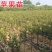 辽宁乐淇苹果苗产地品种纯火箭果苹果苗新品种