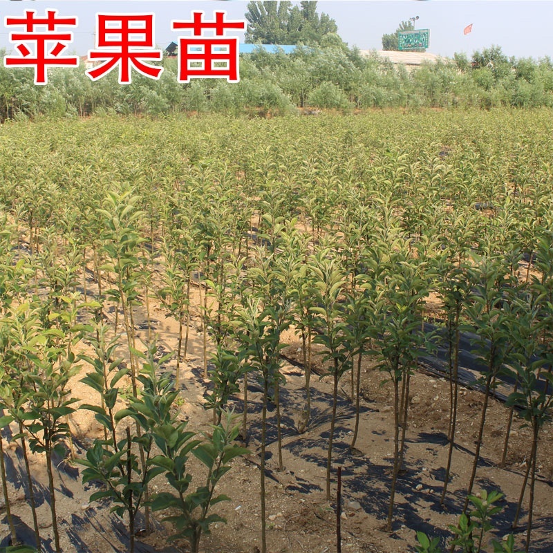 辽宁乐淇苹果苗产地品种纯火箭果苹果苗新品种