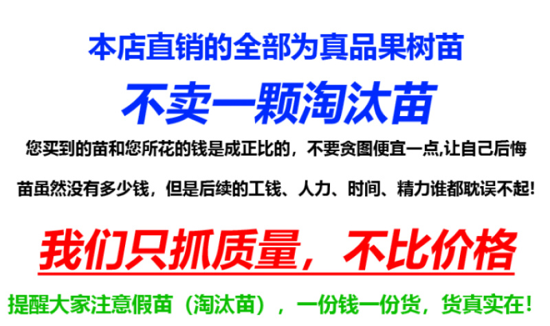辽宁乐淇苹果苗产地品种纯火箭果苹果苗新品种