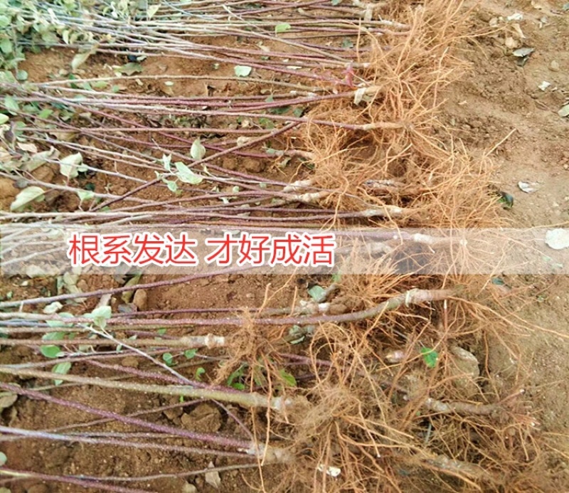 辽宁乐淇苹果苗产地品种纯火箭果苹果苗新品种