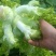 打心儿菜大量上市。欢迎新老顾客来电洽谈