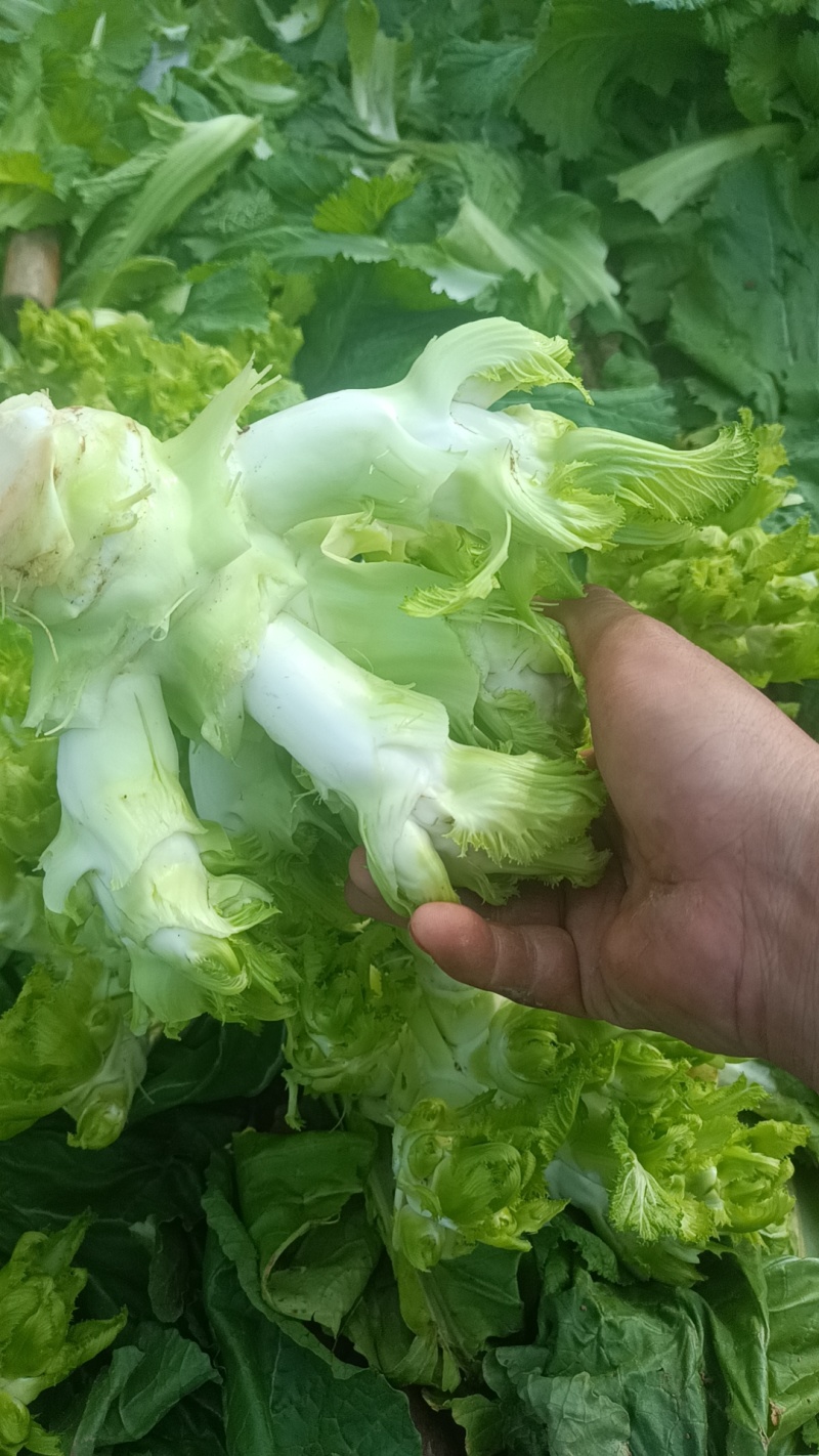 打心儿菜大量上市。欢迎新老顾客来电洽谈