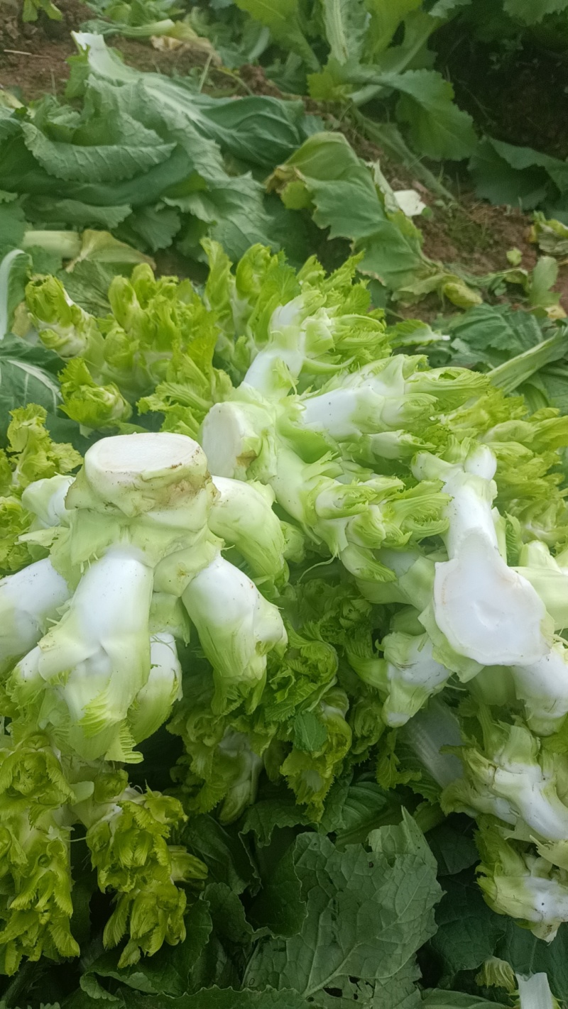 打心儿菜大量上市。欢迎新老顾客来电洽谈
