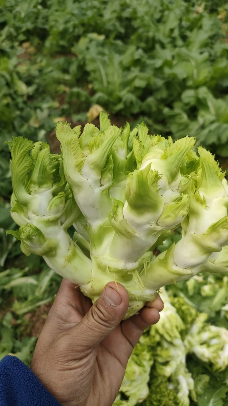 打心儿菜大量上市。欢迎新老顾客来电洽谈