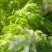 打心儿菜大量上市。欢迎新老顾客来电洽谈