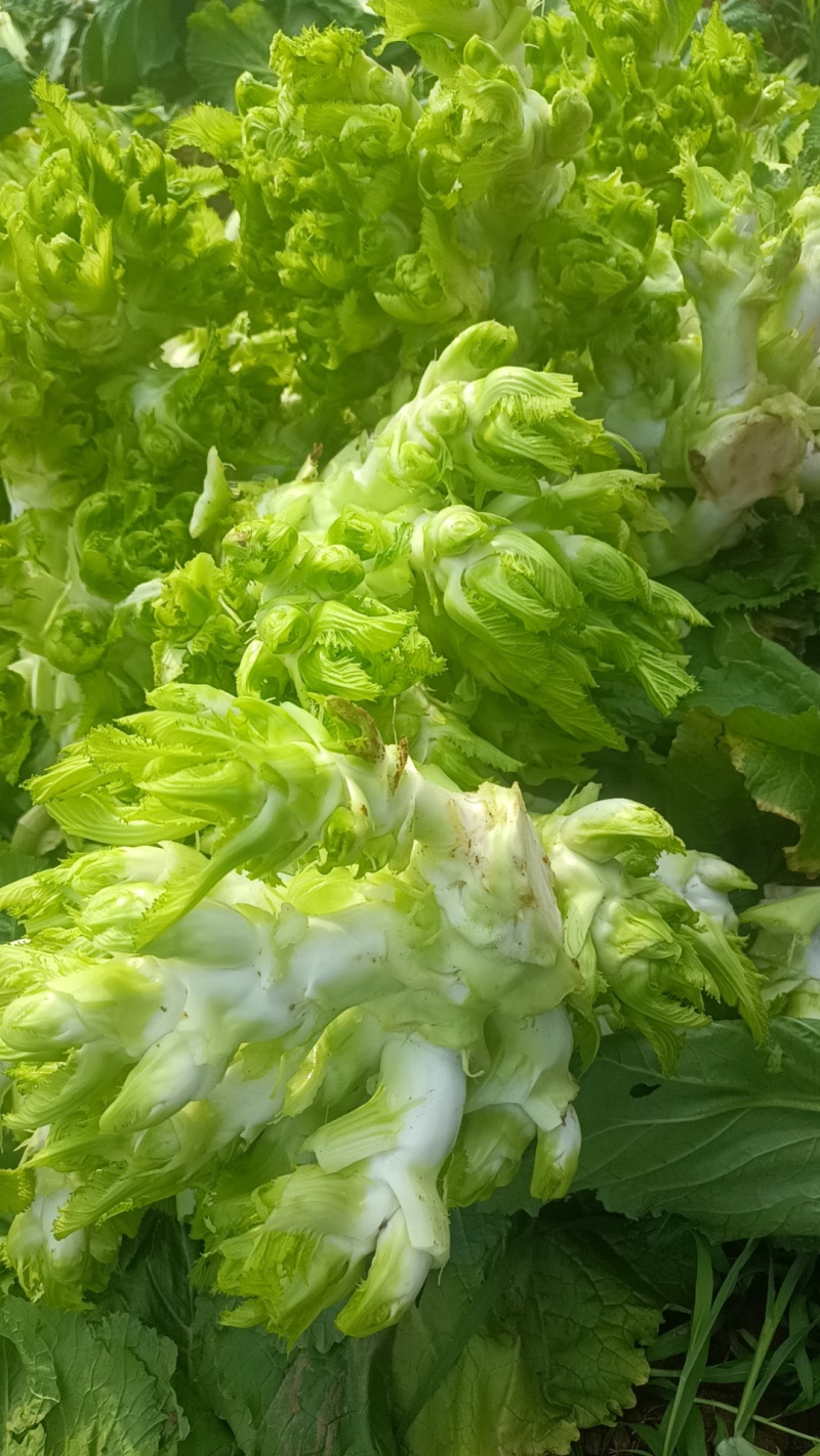 打心儿菜大量上市。欢迎新老顾客来电洽谈