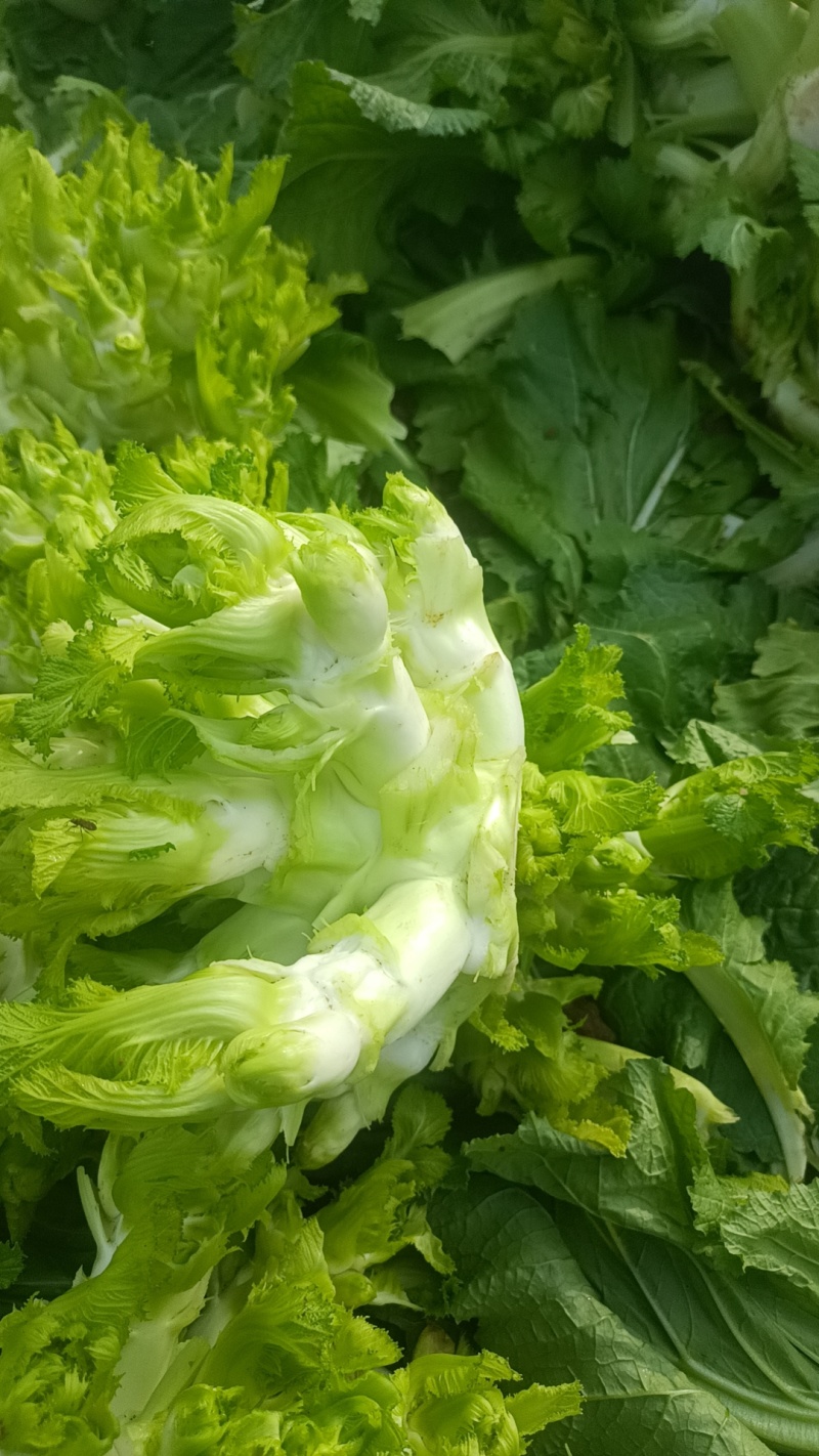 打心儿菜大量上市。欢迎新老顾客来电洽谈