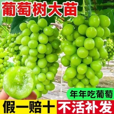 阳光玫瑰葡萄树苗，基地直发，假一赔十，签约合同种植