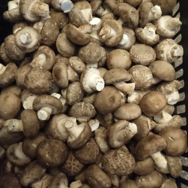 【香菇】河南香菇大量上市货源充足