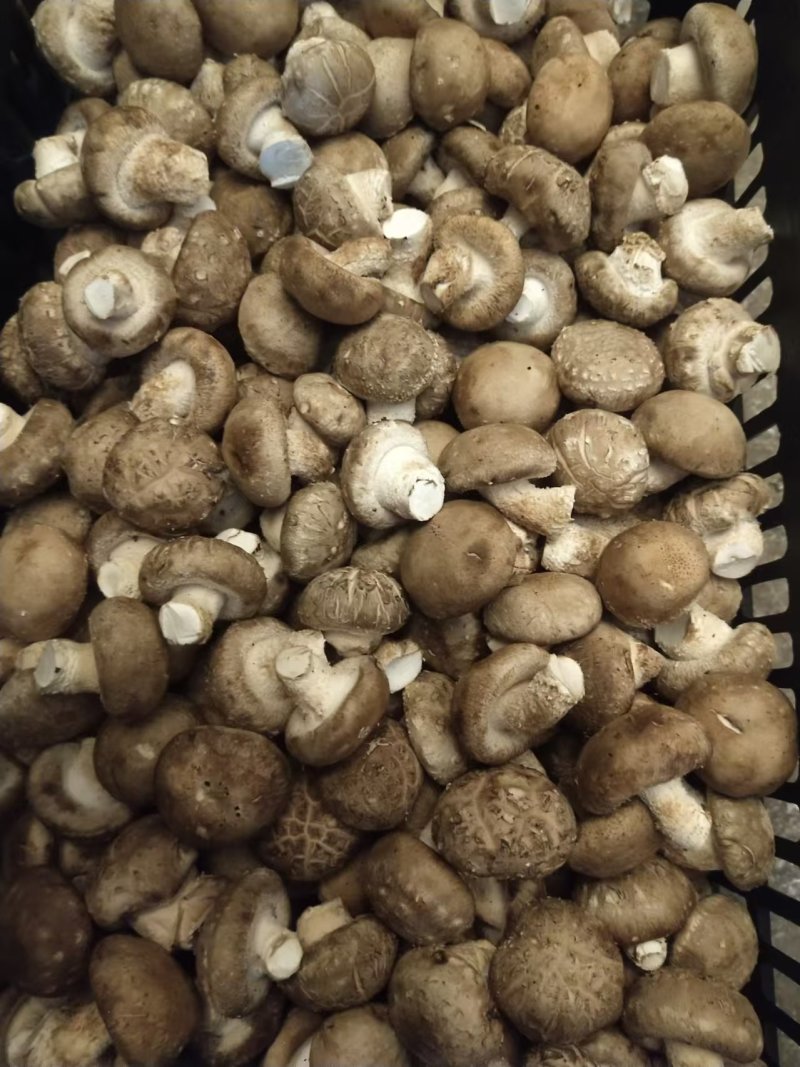 【香菇】河南香菇大量上市货源充足