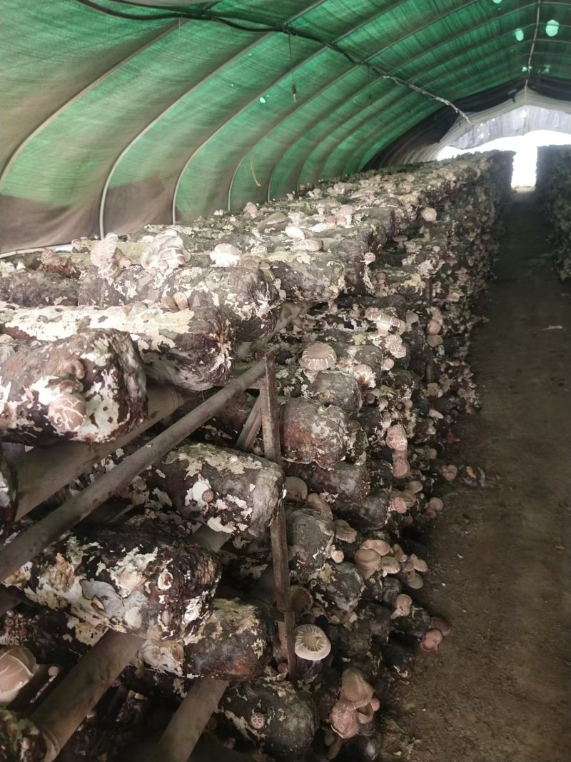 【香菇】河南香菇大量上市货源充足