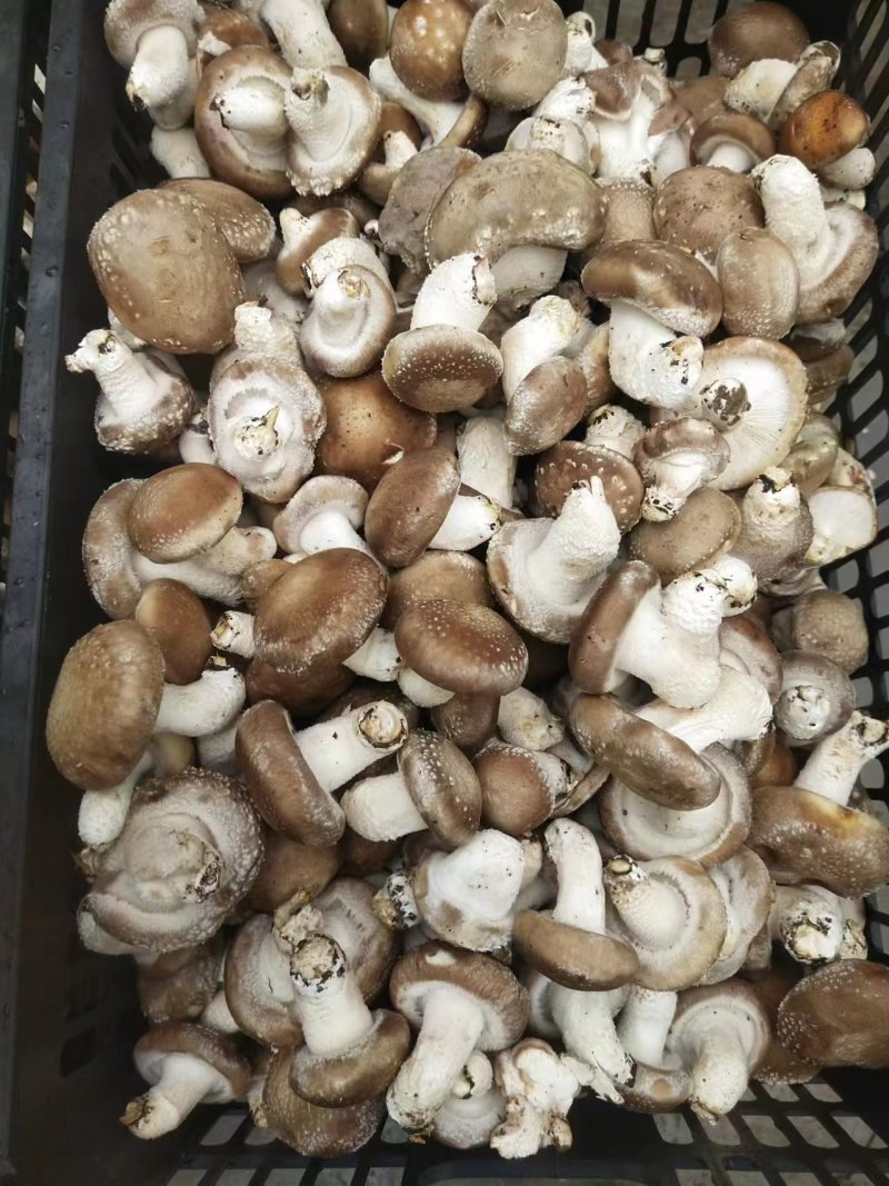 【香菇】河南香菇大量上市货源充足